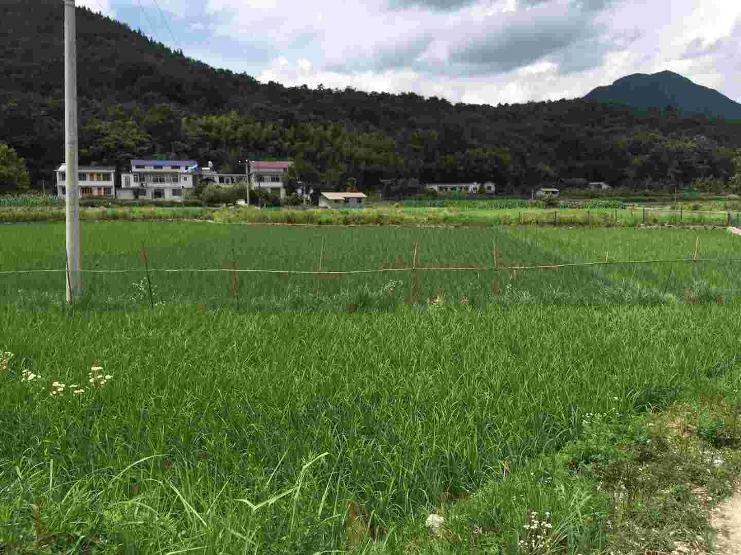 袁氏麓峰現(xiàn)代農(nóng)業(yè)有限公司,長沙袁酒原材料基地管理,白酒銷售,酒類銷售哪里好 袁氏麓峰現(xiàn)代農(nóng)業(yè)有限公司,長沙袁酒原材料基地管理,白酒銷售,酒類銷售哪里好