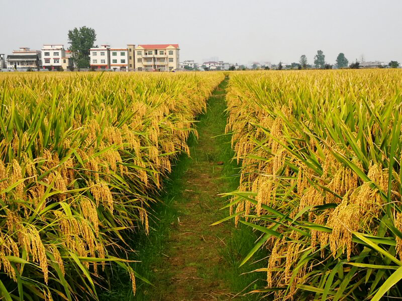 袁氏麓峰現(xiàn)代農(nóng)業(yè)有限公司,長(zhǎng)沙袁酒原材料基地管理,白酒銷售,酒類銷售哪里好